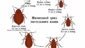 Pri kateri temperaturi umrejo posteljnine